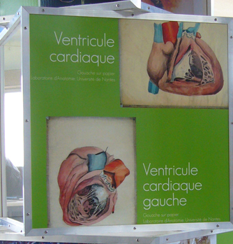 L’organe et son image : photo n°4